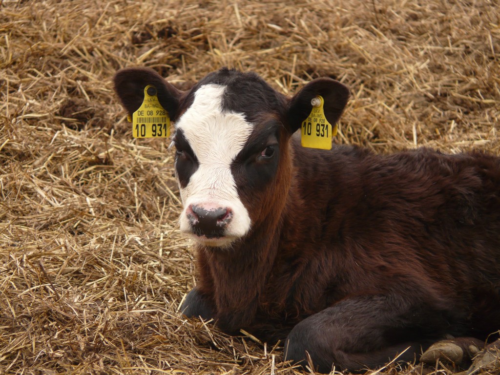 calf_cow_animal