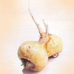 Maca root