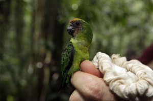 Buff Faced Pygmy Parrot (image from The Guardian)