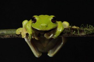 Litoria Sauroni "Extra Cute Froggy"