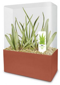 ba87_grow_your_own_aloe