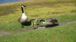 Family-Of-Geese