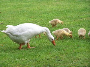 duck-family-grass