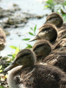 ducks-in-a-row