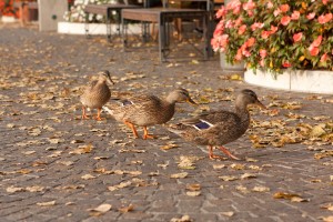 ducks-running