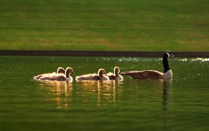 geese-family-swimming