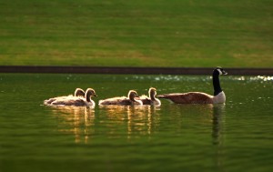 geese-family-swimming