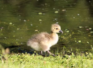 gosling-cute