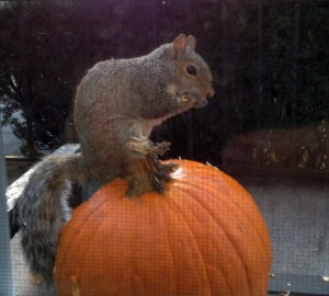 Pumpkin Squirrel