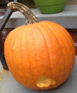 Pumpkin1