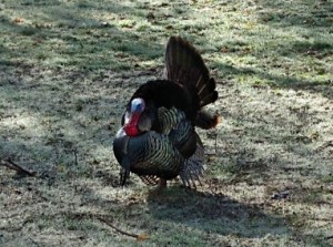 This is a full-grown wild male turkey in my backyard in eastern Massachusetts!