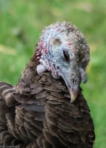 A turkey rescued from Staten Island, now living at CAS.