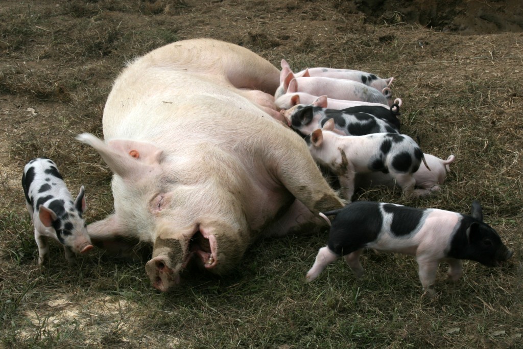piglets-farm-wean-630-o
