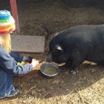 Loveland Farm Sanctuary