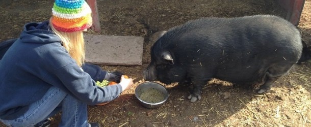 Loveland Farm Sanctuary