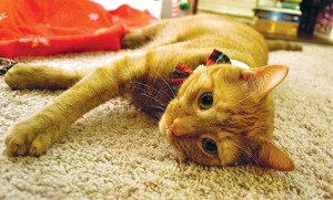 Ginger Kitty