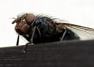 housefly-1