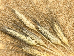 Eight Steps to Retrain Your Body to Digest Wheat