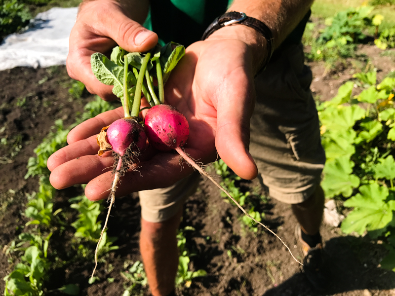 Elkhart Lake Osthoff organic garden