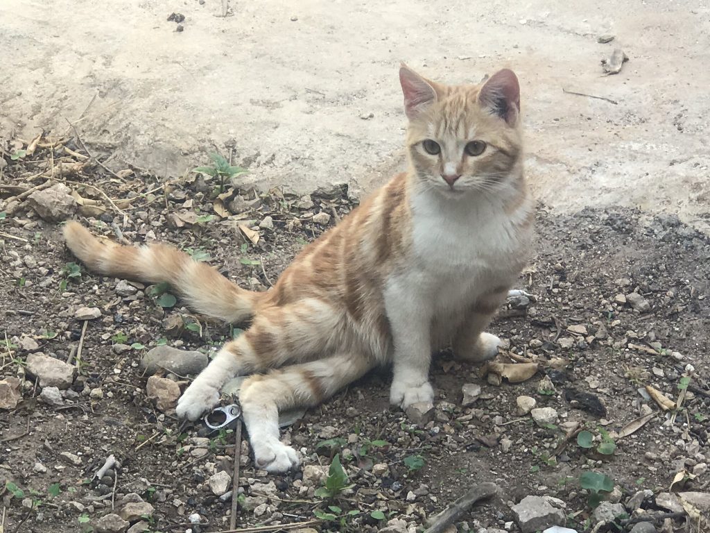 cats of Jordan