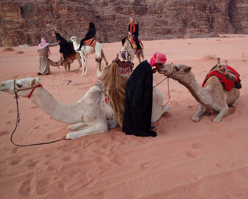 Jordan camels