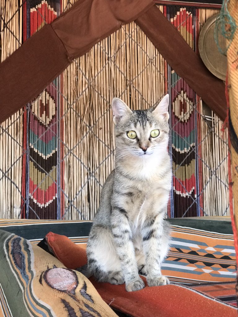 Cats of Jordan