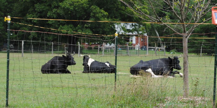 #BrooklynCow Represents Billions of Nameless, Faceless Like Him