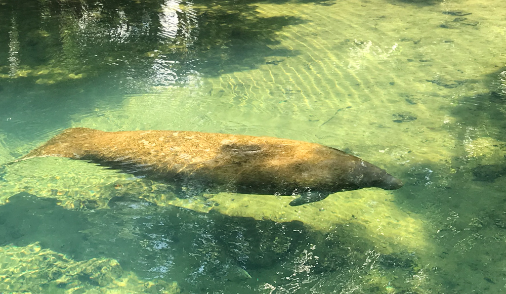 swimming manatee in Crystal River