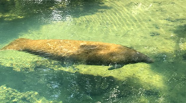 Eating Vegan and Visiting Manatees in Crystal River, Florida