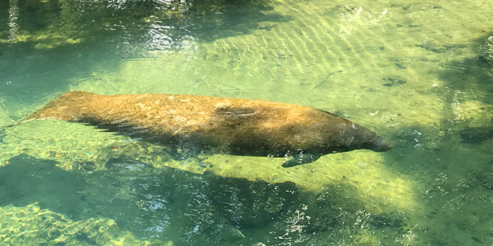 Manatee feature